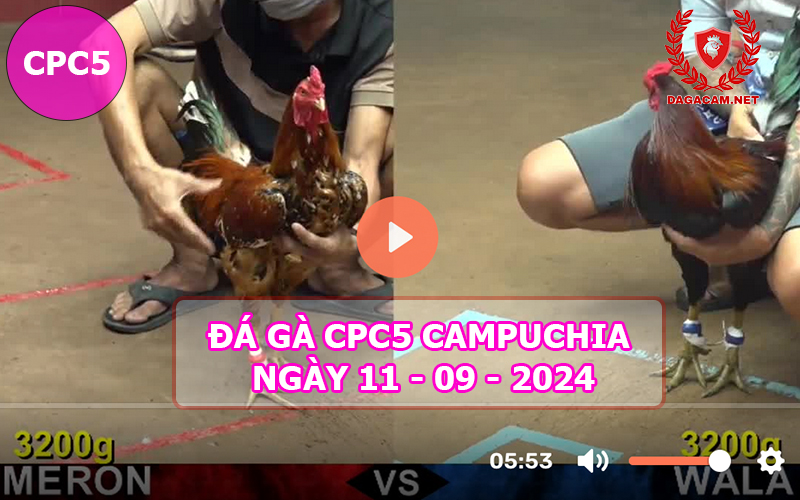 Video đá gà CPC5 ngày 11-09-2024