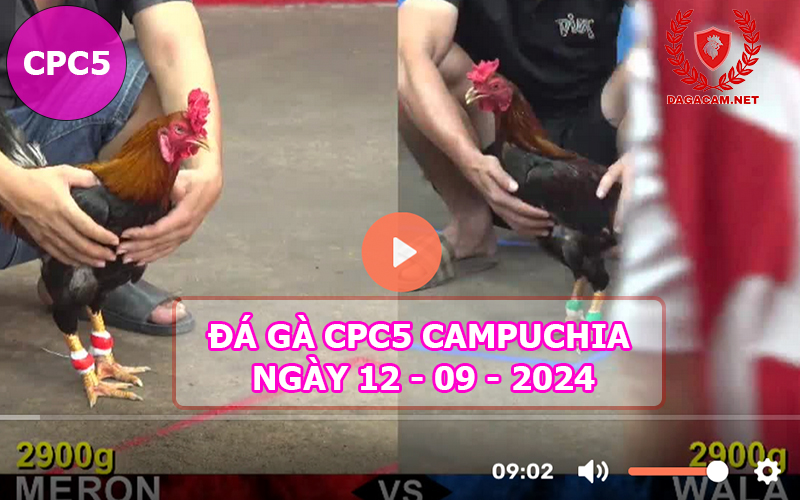 Video đá gà CPC5 ngày 12-09-2024