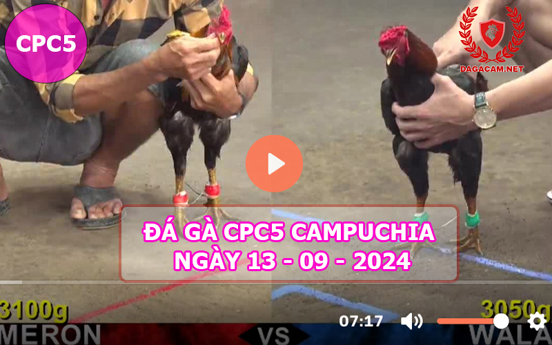 Video đá gà CPC5 ngày 13-09-2024