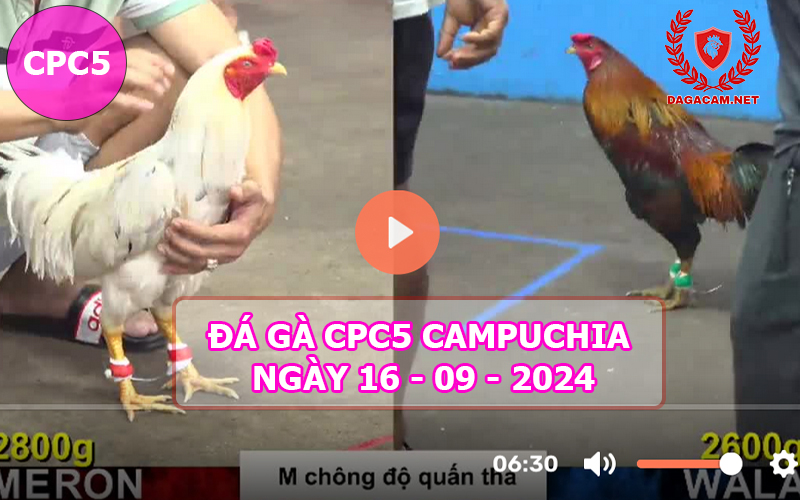 Video đá gà CPC5 ngày 16-09-2024