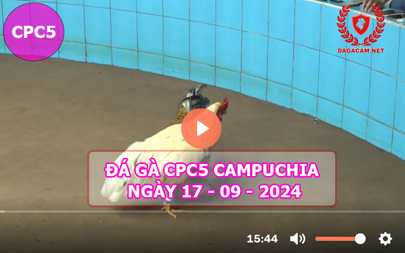 Video đá gà CPC5 ngày 17-09-2024