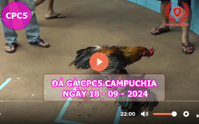 Video đá gà CPC5 ngày 18-09-2024