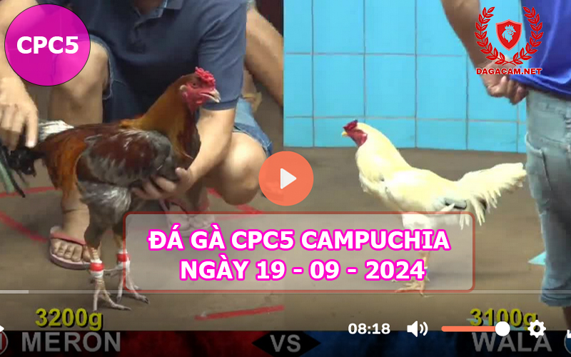 Video đá gà CPC5 ngày 19-09-2024