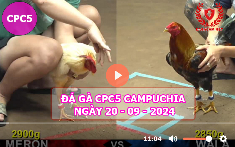 Video đá gà CPC5 ngày 20-09-2024