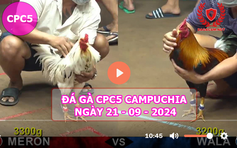 Video đá gà CPC5 ngày 21-09-2024