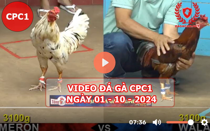 Video đá gà CPC1 ngày 01-10-2024