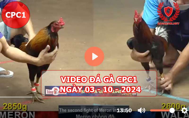 Video đá gà CPC1 ngày 03-10-2024