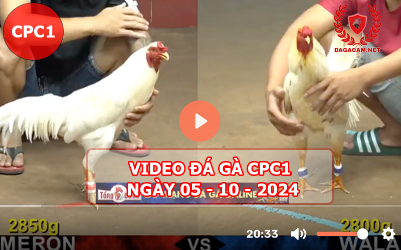 Video đá gà CPC1 ngày 05-10-2024