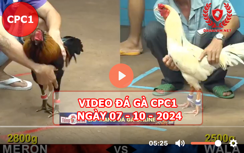 Video đá gà CPC1 ngày 07-10-2024