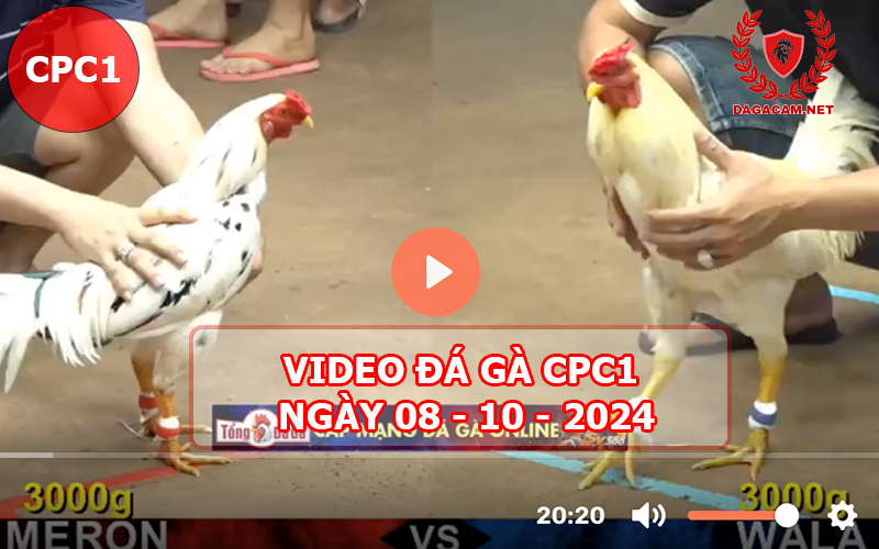 Video đá gà CPC1 ngày 08-10-2024