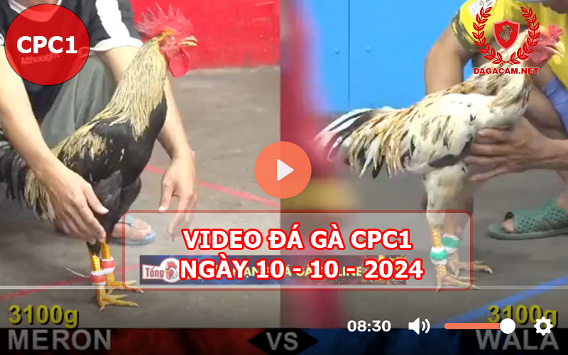 Video đá gà CPC1 ngày 10-10-2024