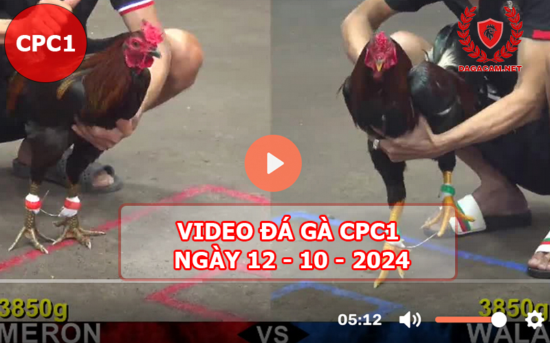 Video đá gà CPC1 ngày 12-10-2024