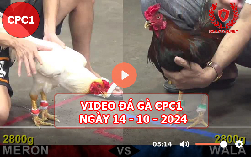 Video đá gà CPC1 ngày 14-10-2024