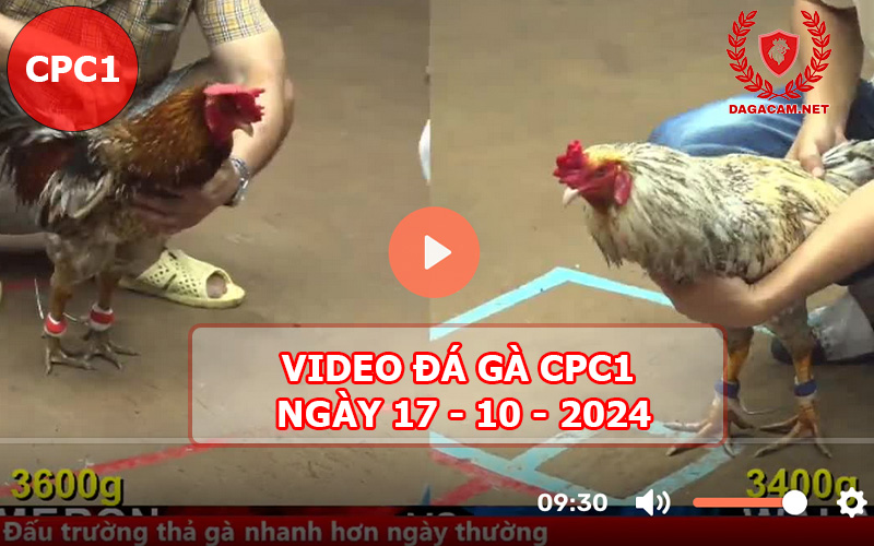 Video đá gà CPC1 ngày 17-10-2024