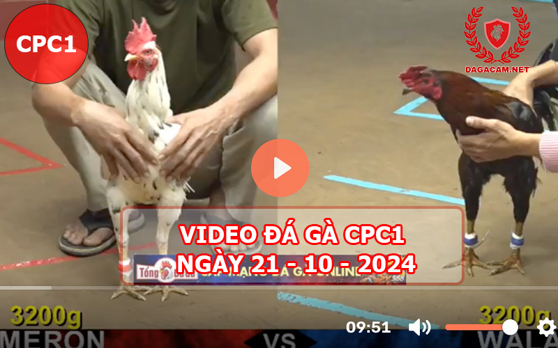 Video đá gà CPC1 ngày 21-10-2024