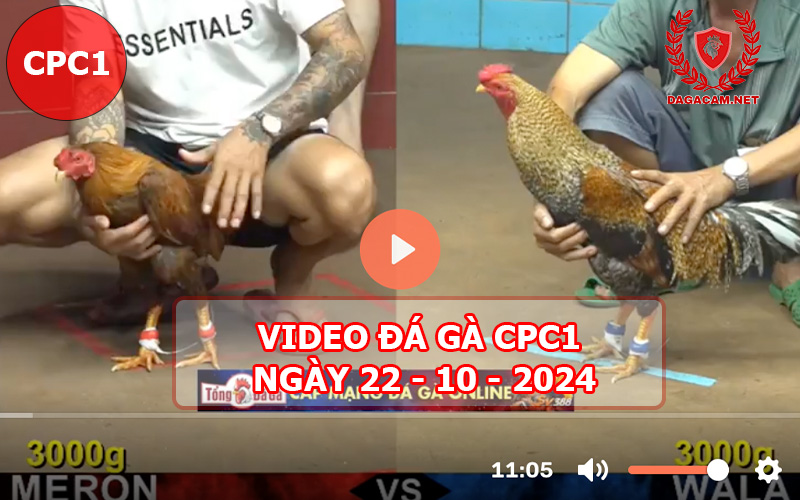 Video đá gà CPC1 ngày 22-10-2024