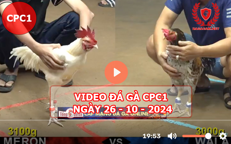 Video đá gà CPC1 ngày 26-10-2024