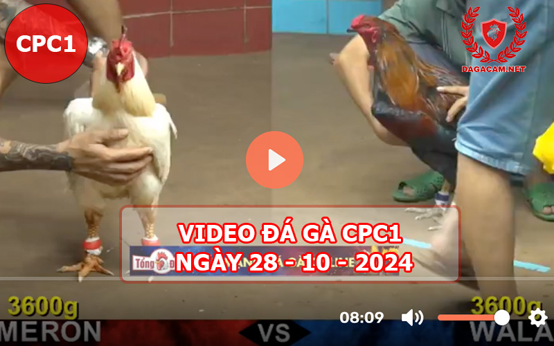 Video đá gà CPC1 ngày 28-10-2024