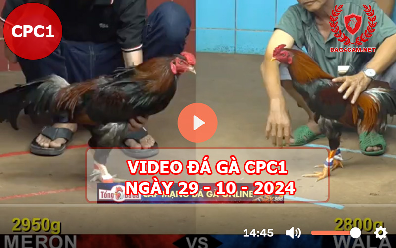 Video đá gà CPC1 ngày 29-10-2024