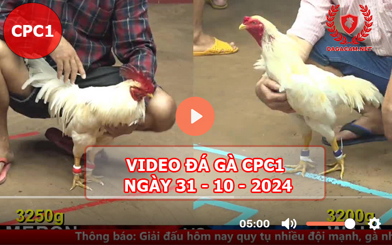 Video đá gà CPC1 ngày 31-10-2024