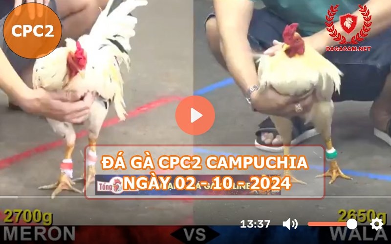 Video đá gà CPC2 ngày 02-10-2024