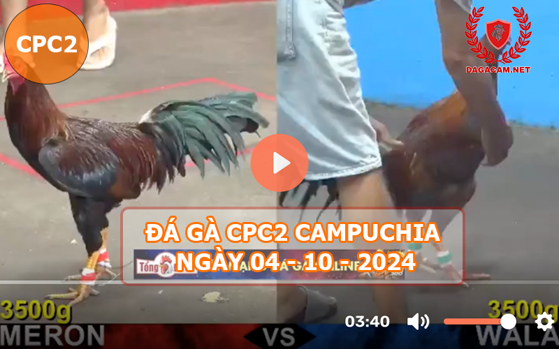 Video đá gà CPC2 ngày 04-10-2024