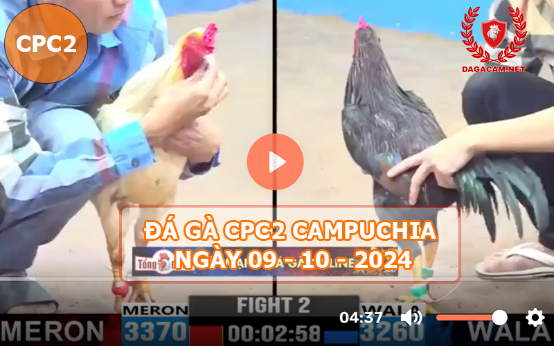 Video đá gà CPC2 ngày 09-10-2024