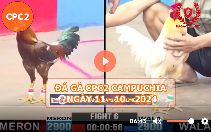 Video đá gà CPC2 ngày 11-10-2024