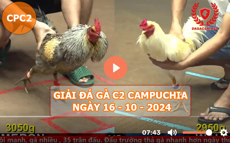 Video đá gà CPC2 ngày 16-10-2024