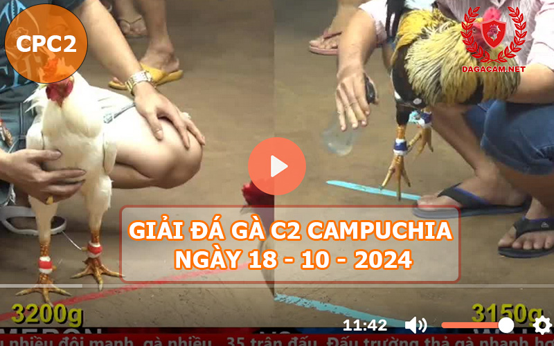 Video đá gà CPC2 ngày 18-10-2024