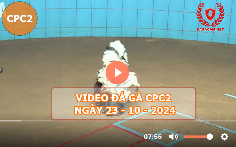 Video đá gà CPC2 ngày 23-10-2024