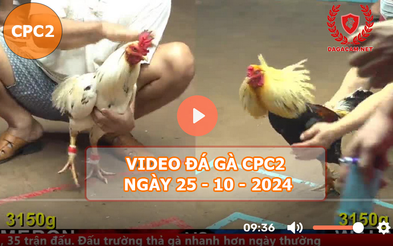 Video đá gà CPC2 ngày 25-10-2024