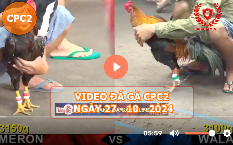 Video đá gà CPC2 ngày 27-10-2024