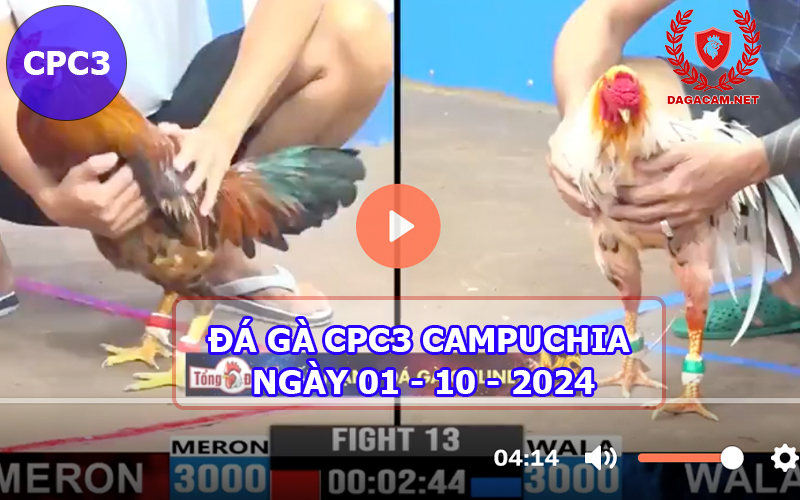 Video đá gà CPC3 ngày 01-10-2024