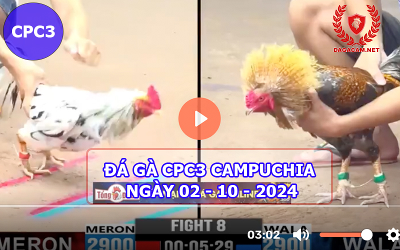 Video đá gà CPC3 ngày 02-10-2024