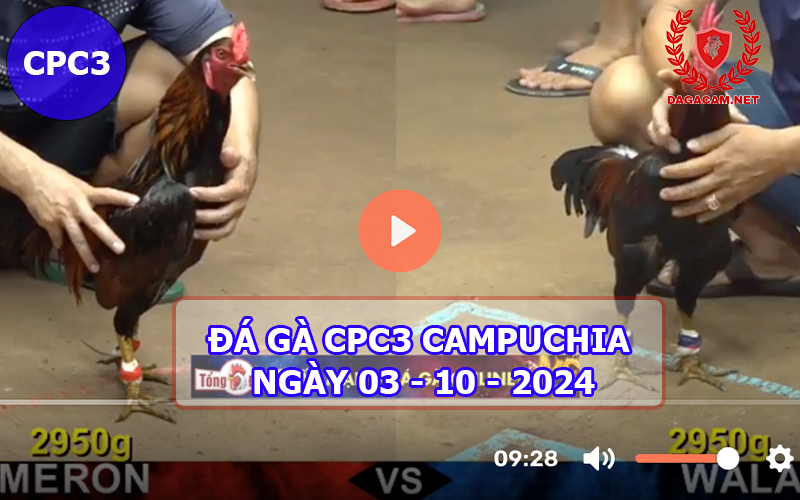 Video đá gà CPC3 ngày 03-10-2024