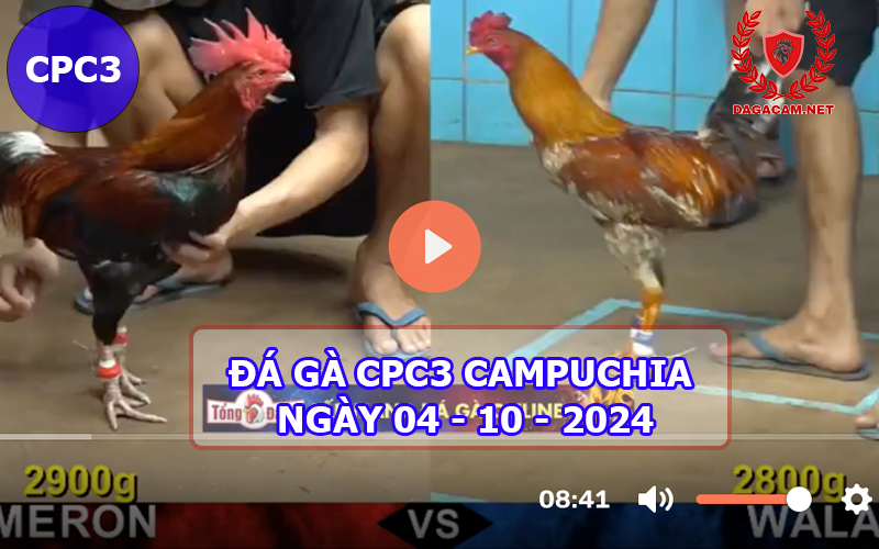 Video đá gà CPC3 ngày 04-10-2024