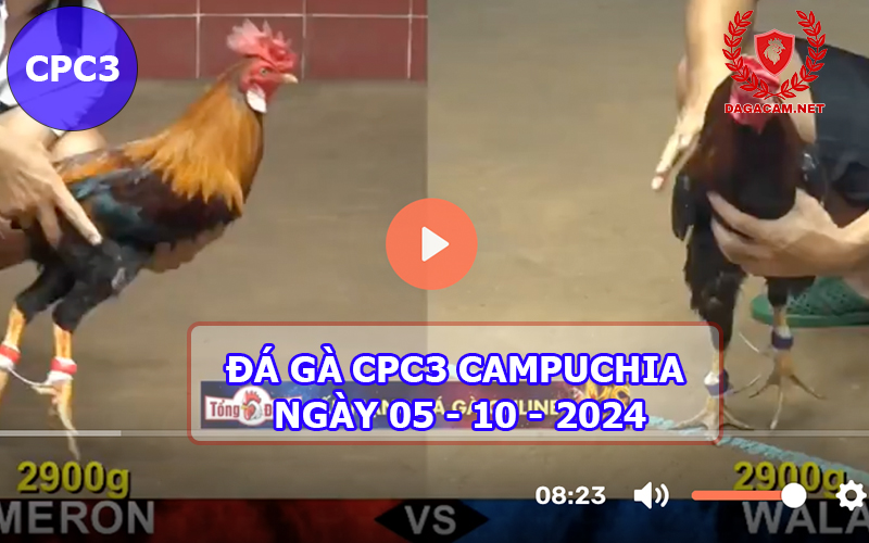 Video đá gà CPC3 ngày 05-10-2024