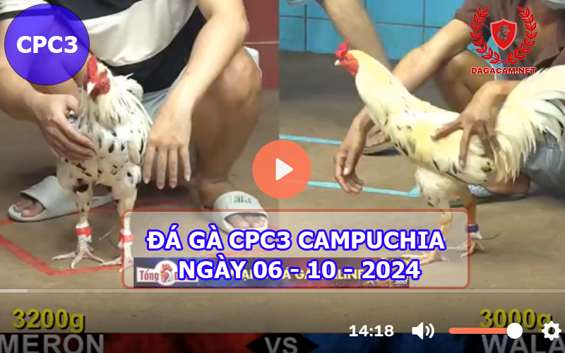 Video đá gà CPC3 ngày 06-10-2024