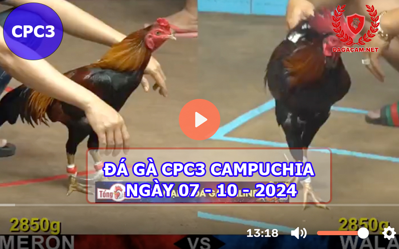 Video đá gà CPC3 ngày 07-10-2024