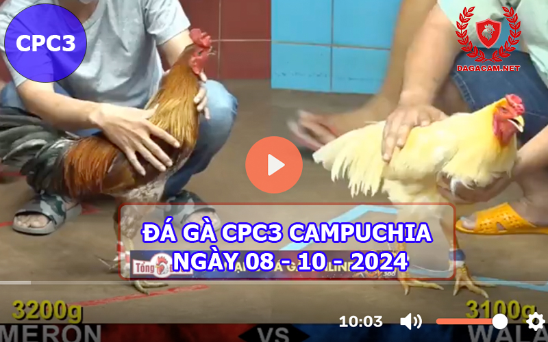 Video đá gà CPC3 ngày 08-10-2024