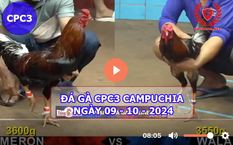 Video đá gà CPC3 ngày 09-10-2024