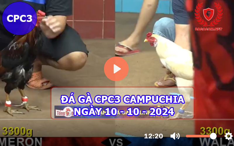 Video đá gà CPC3 ngày 10-10-2024