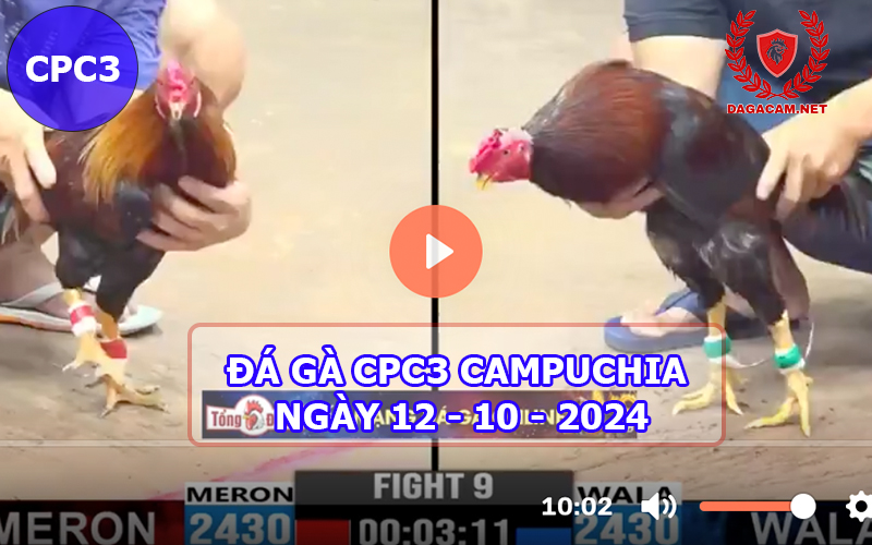 Video đá gà CPC3 ngày 12-10-2024