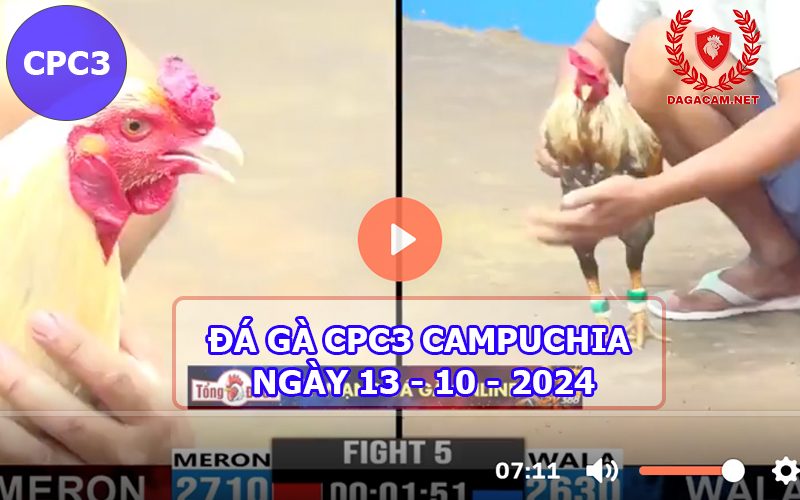 Video đá gà CPC3 ngày 13-10-2024