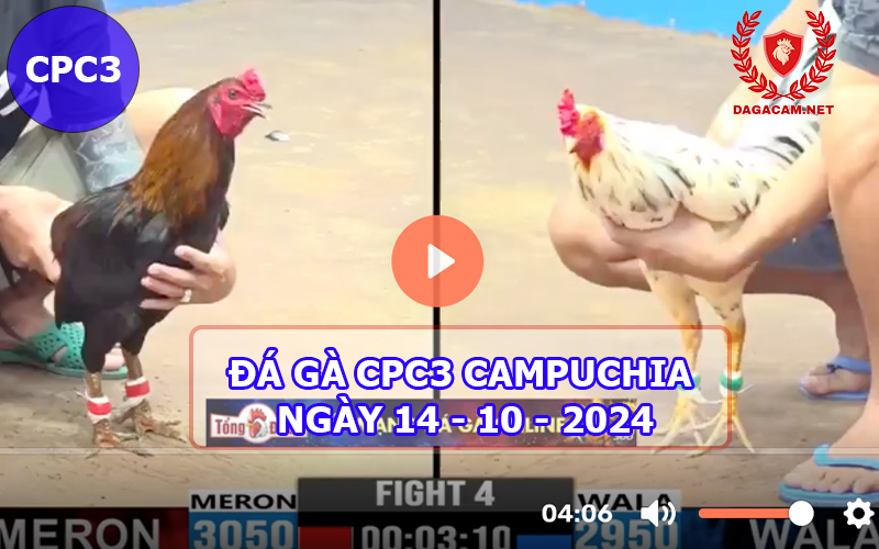 Video đá gà CPC3 ngày 14-10-2024