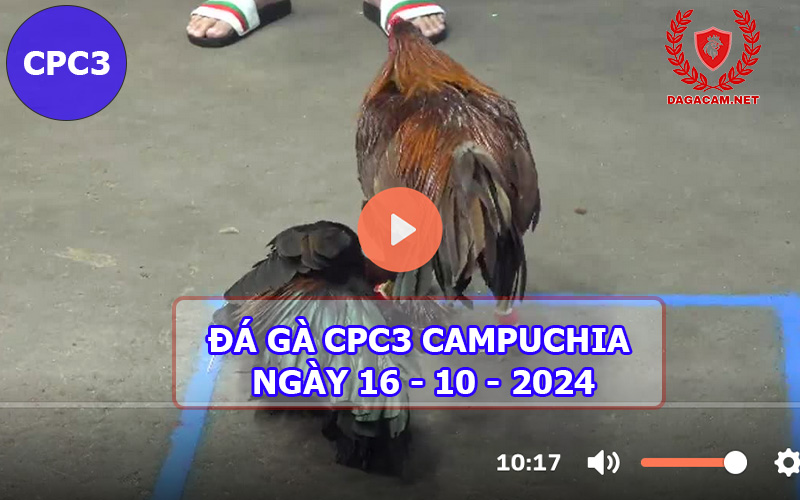 Video đá gà CPC3 ngày 16-10-2024