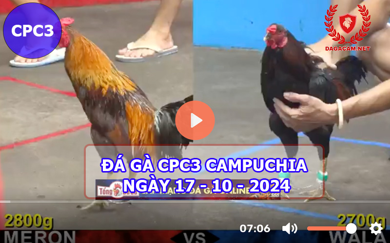 Video đá gà CPC3 ngày 17-10-2024