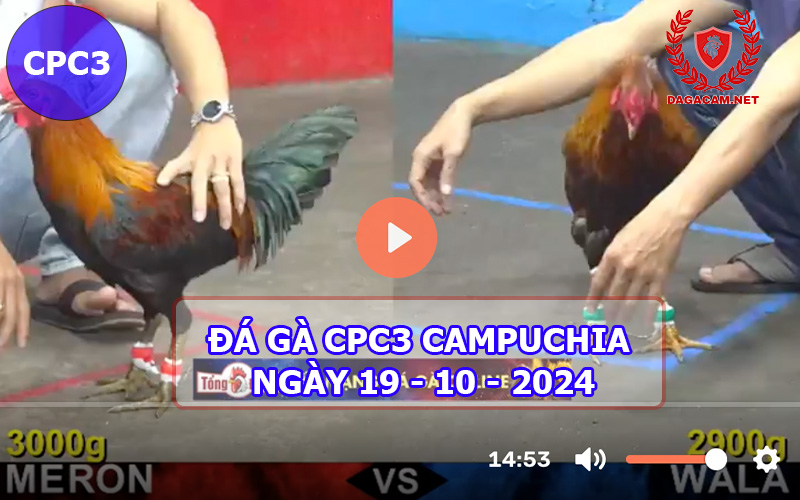 Video đá gà CPC3 ngày 19-10-2024