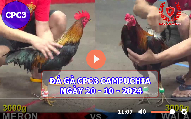 Video đá gà CPC3 ngày 20-10-2024